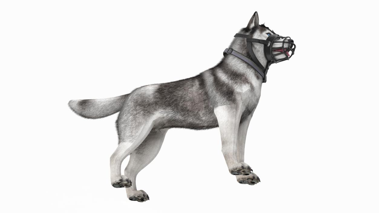 3D Husky in a Muzzle Baskerville Fur model