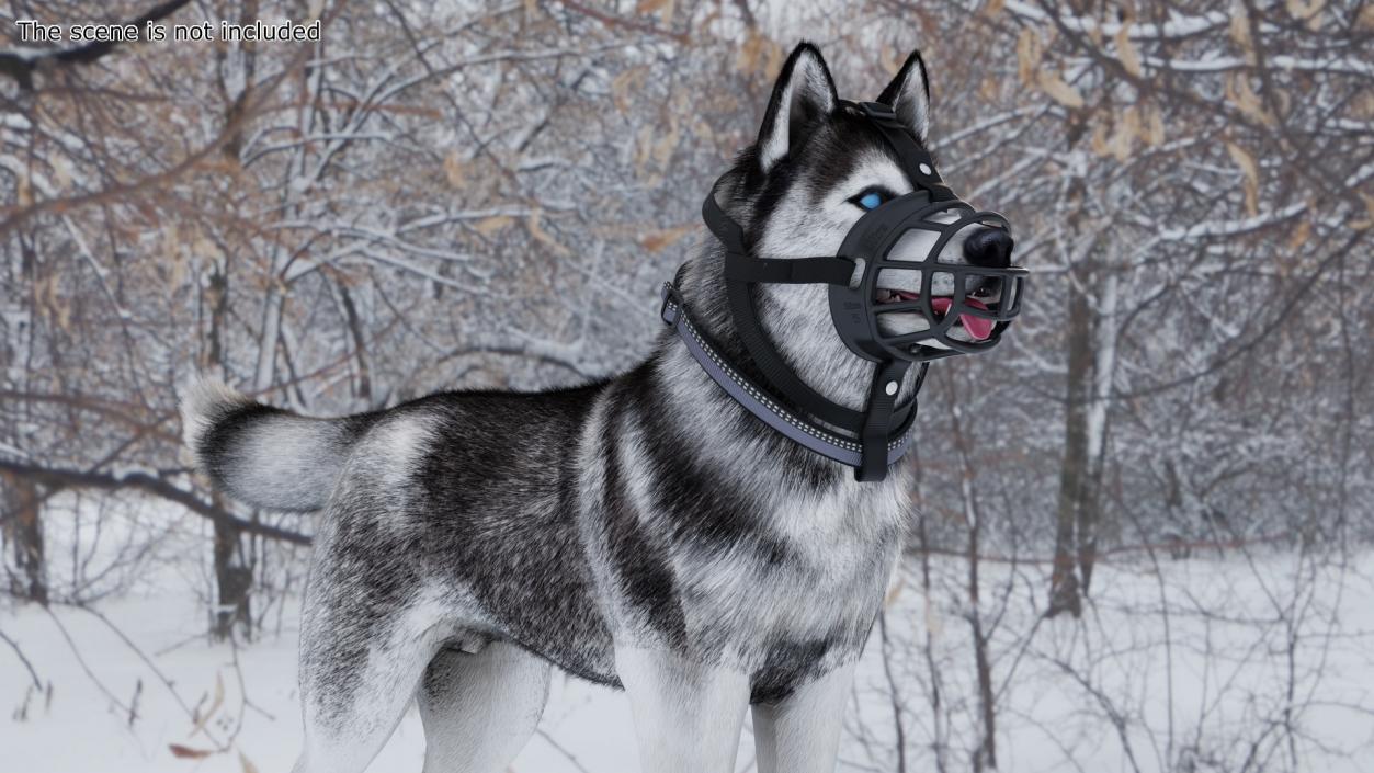 3D Husky in a Muzzle Baskerville Fur model