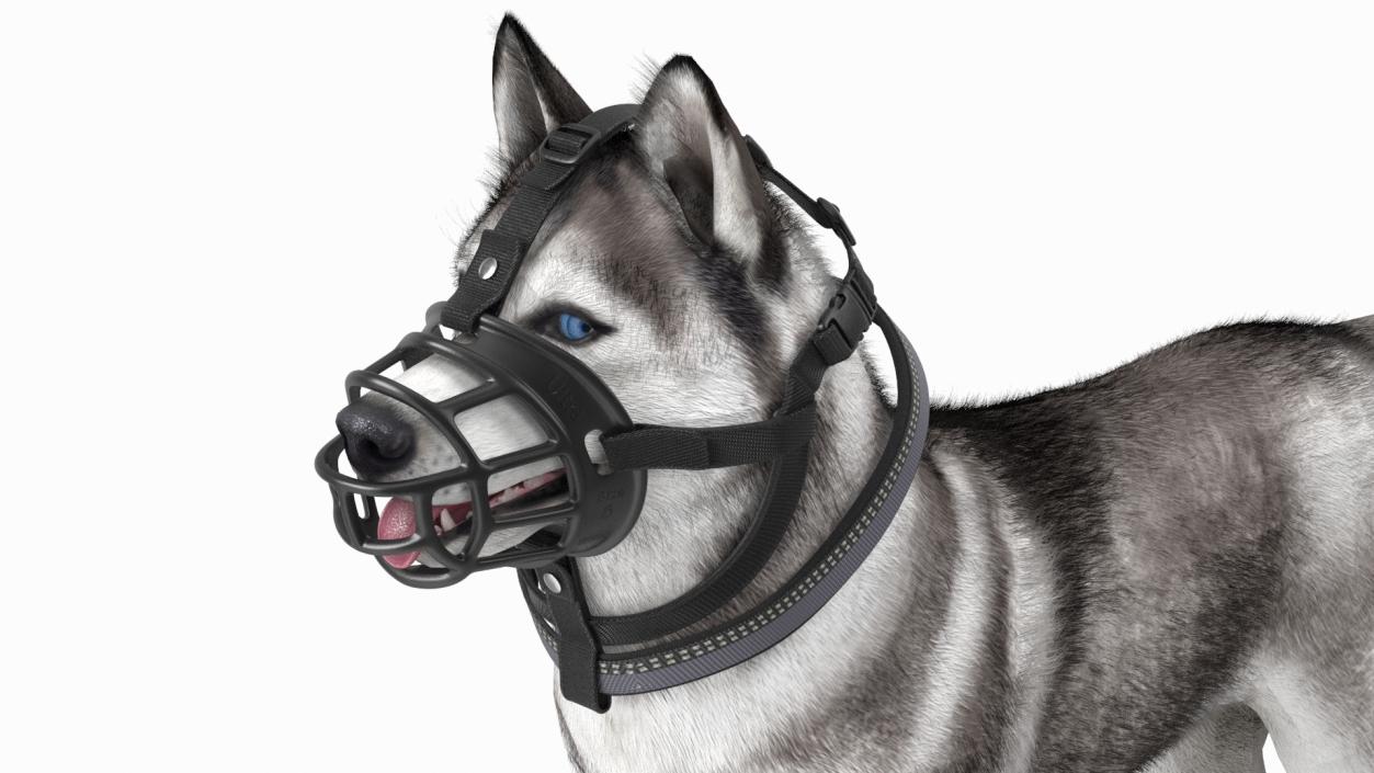 3D Husky in a Muzzle Baskerville Fur model