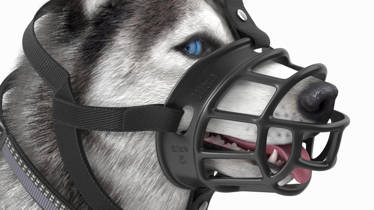 3D Husky in a Muzzle Baskerville Fur model