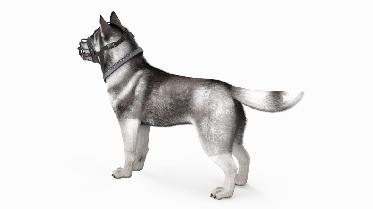 3D Husky in a Muzzle Baskerville Fur model