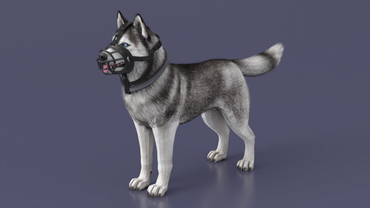 3D Husky in a Muzzle Baskerville Fur model