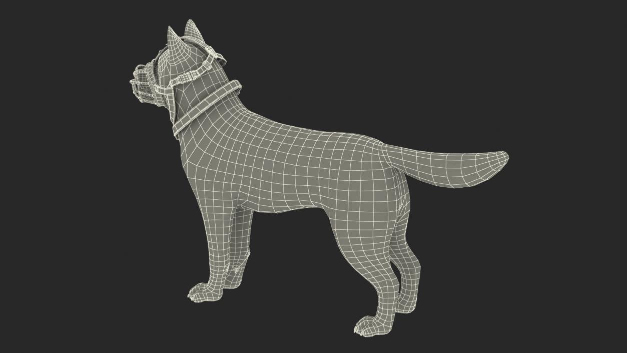 3D Husky in a Muzzle Baskerville Fur model