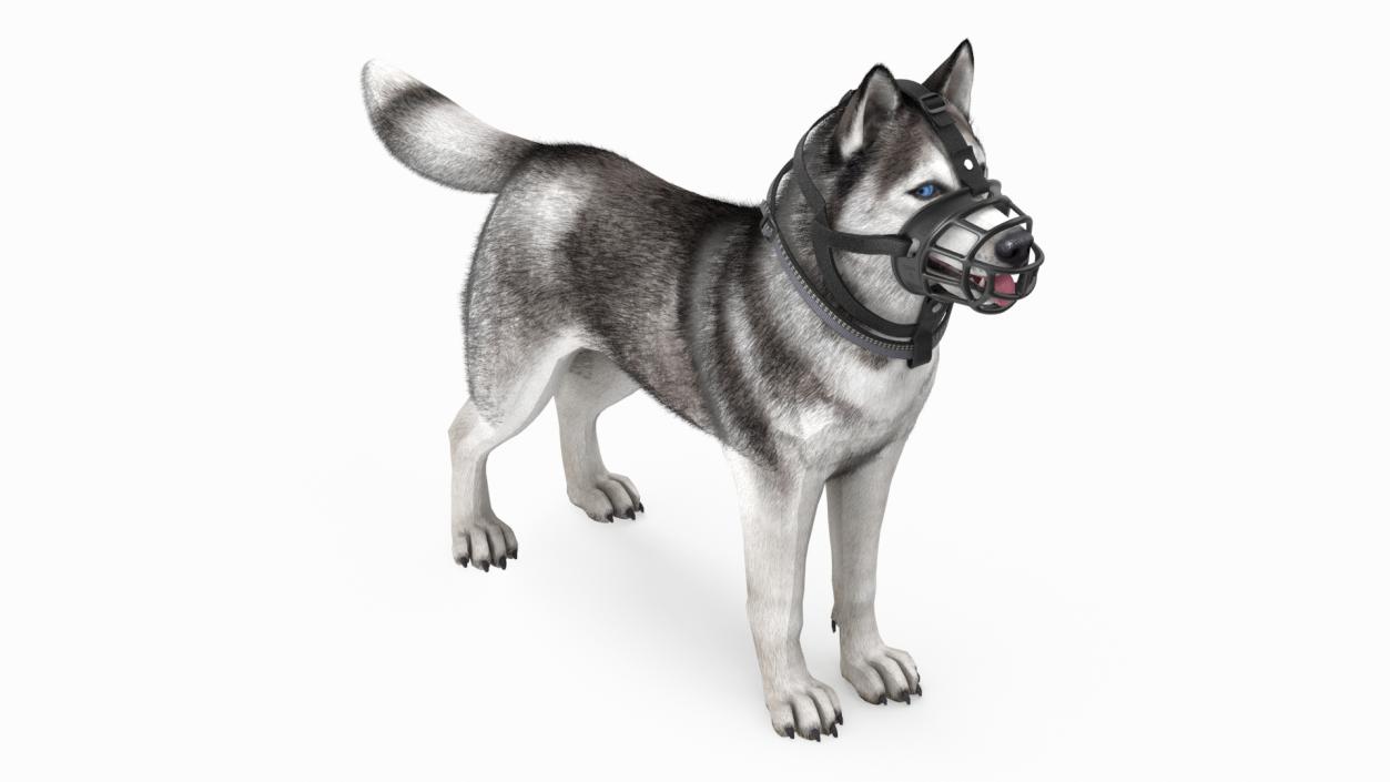 3D Husky in a Muzzle Baskerville Fur model