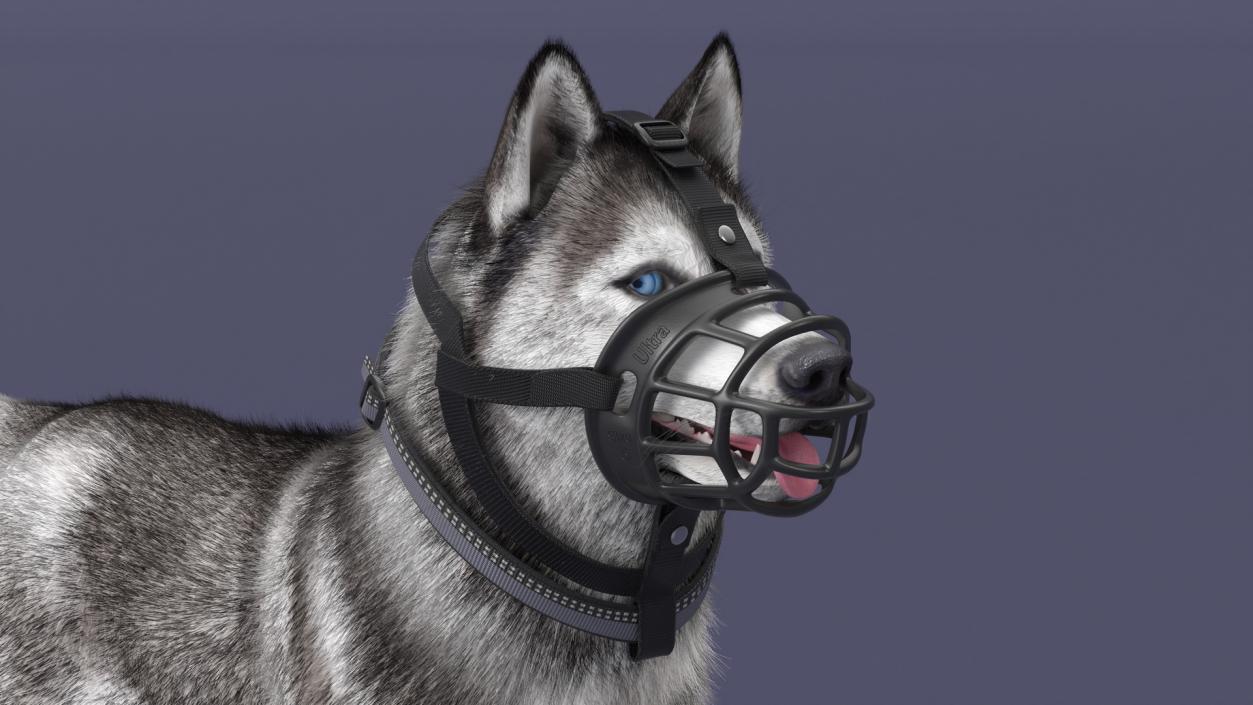 3D Husky in a Muzzle Baskerville Fur model