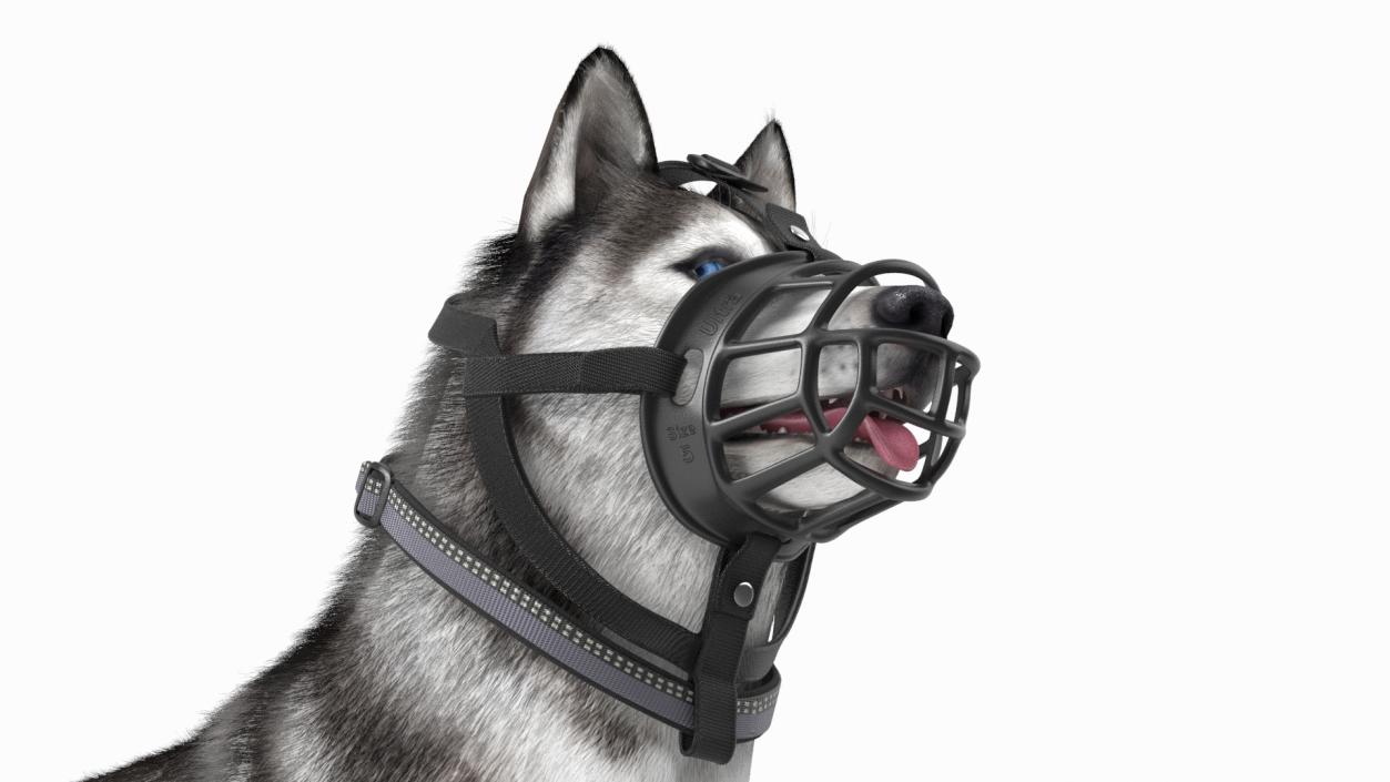 3D Husky in a Muzzle Baskerville Fur model