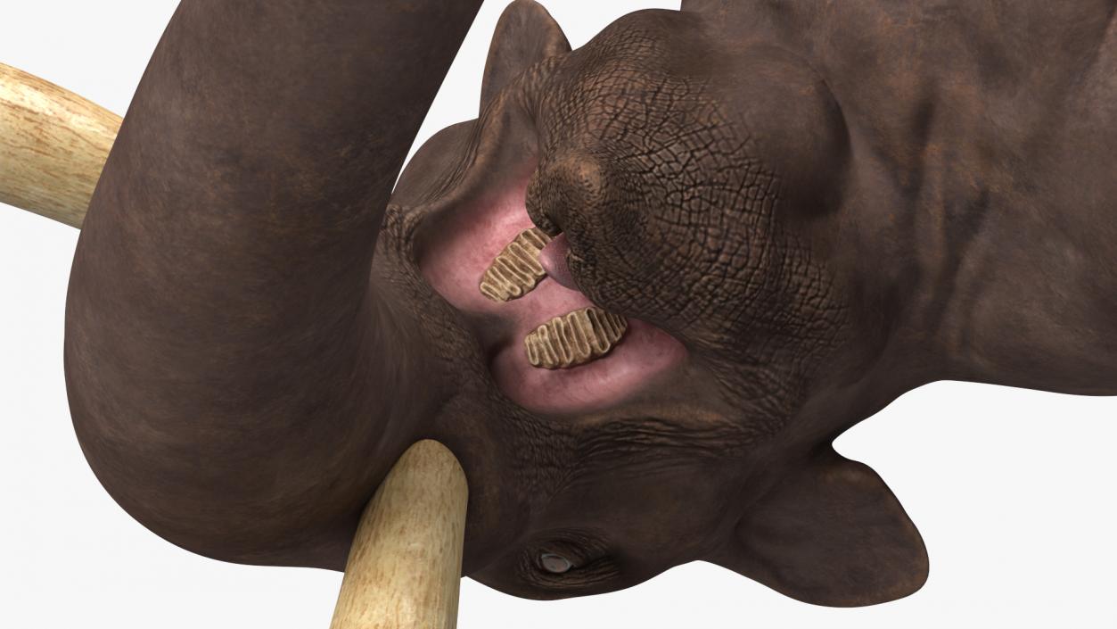 3D Mammoth Adult model