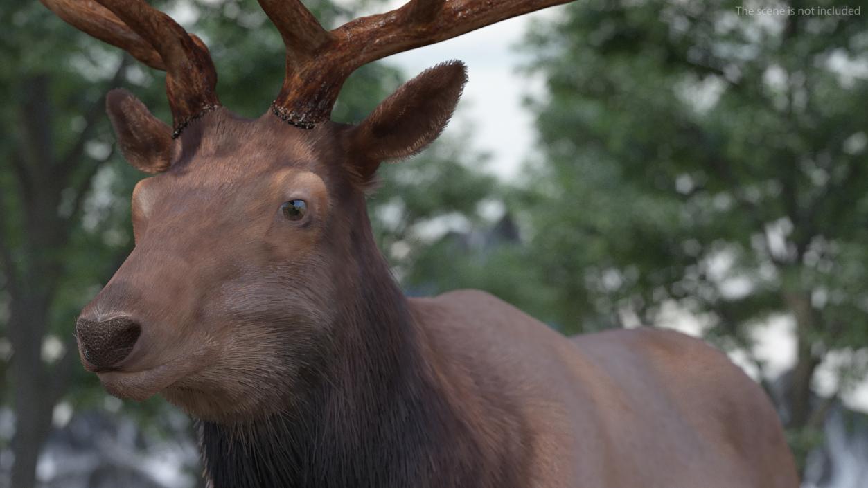 Realistic Elk Rigged with Fur 3D model