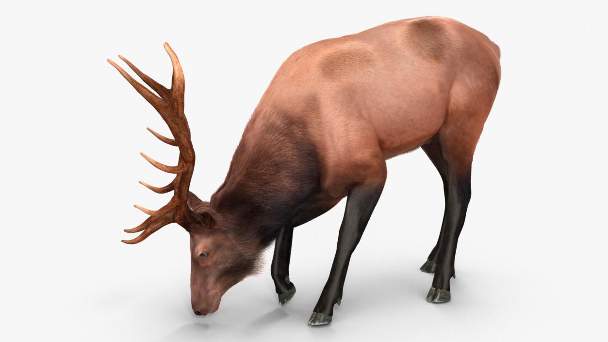 Realistic Elk Rigged with Fur 3D model