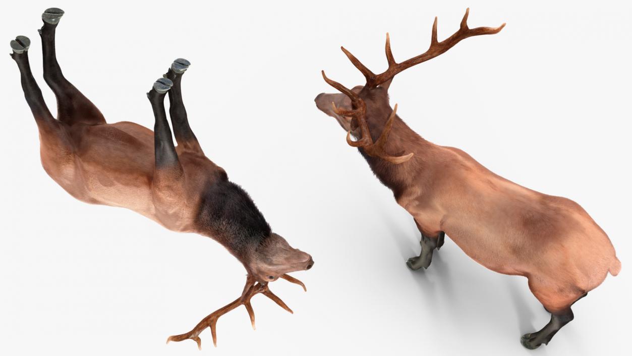 Realistic Elk Rigged with Fur 3D model