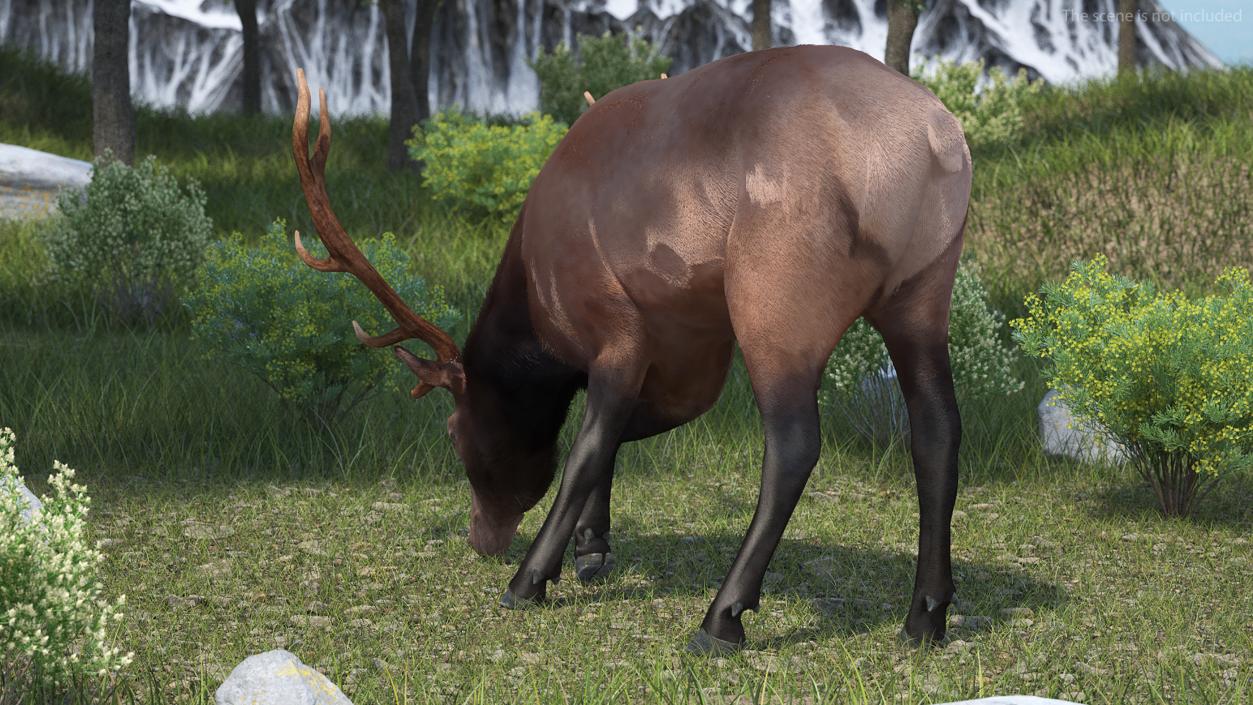 Realistic Elk Rigged with Fur 3D model