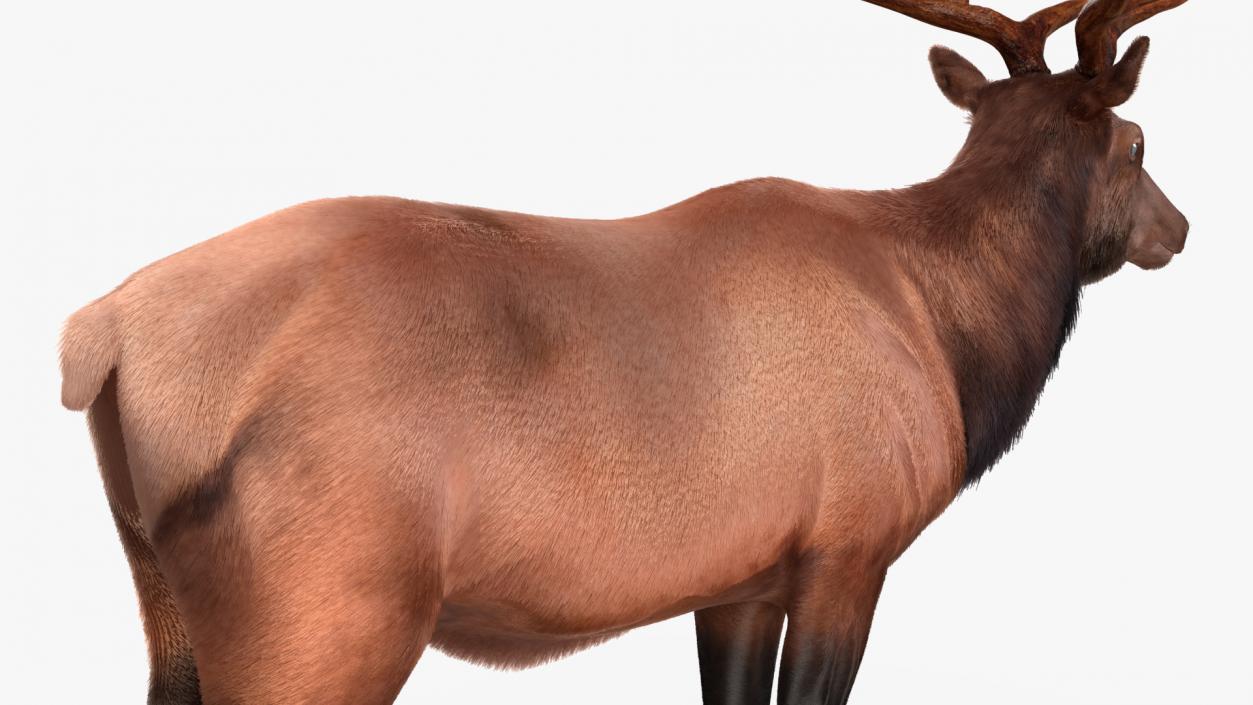 Realistic Elk Rigged with Fur 3D model