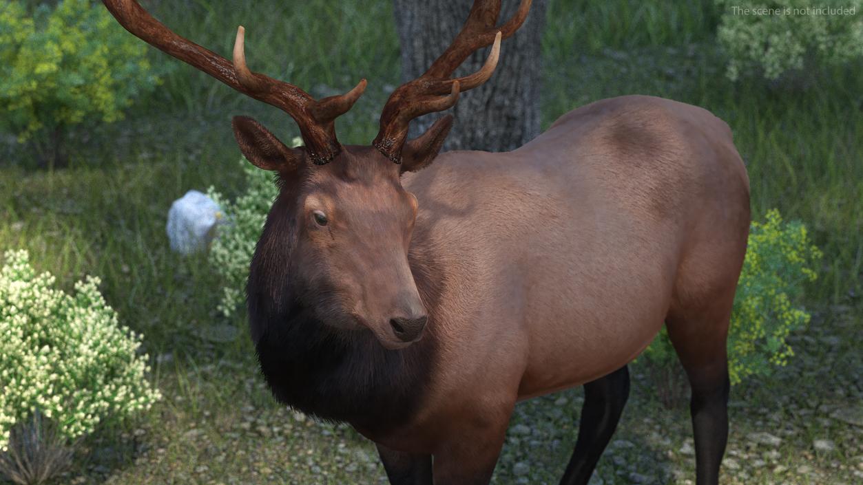 Realistic Elk Rigged with Fur 3D model