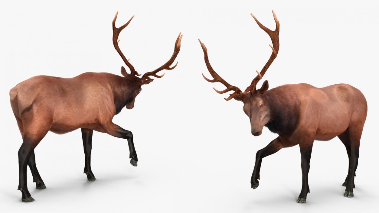 Realistic Elk Rigged with Fur 3D model