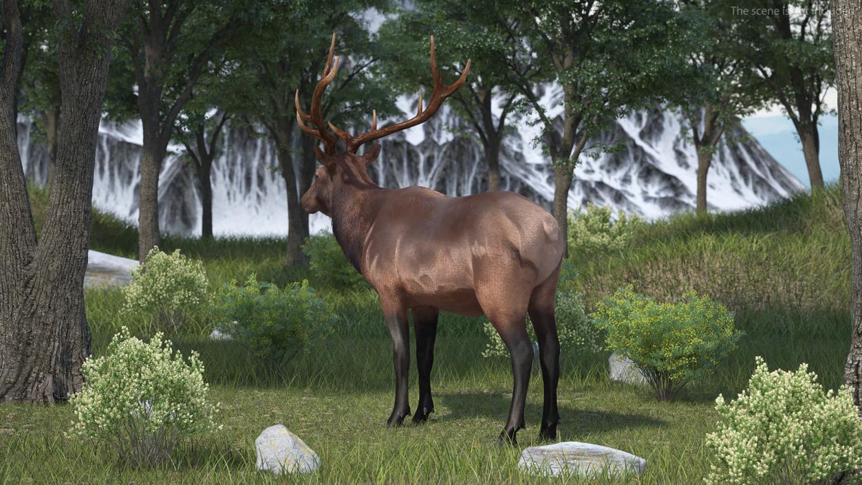 Realistic Elk Rigged with Fur 3D model