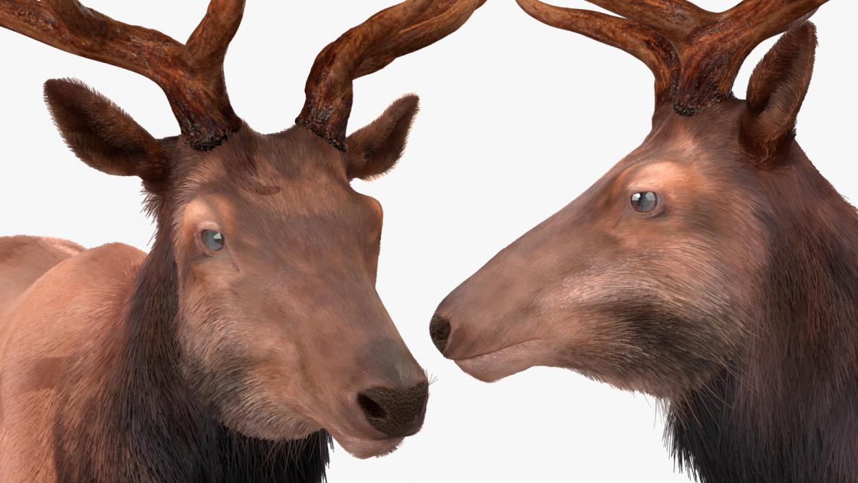 Realistic Elk Rigged with Fur 3D model