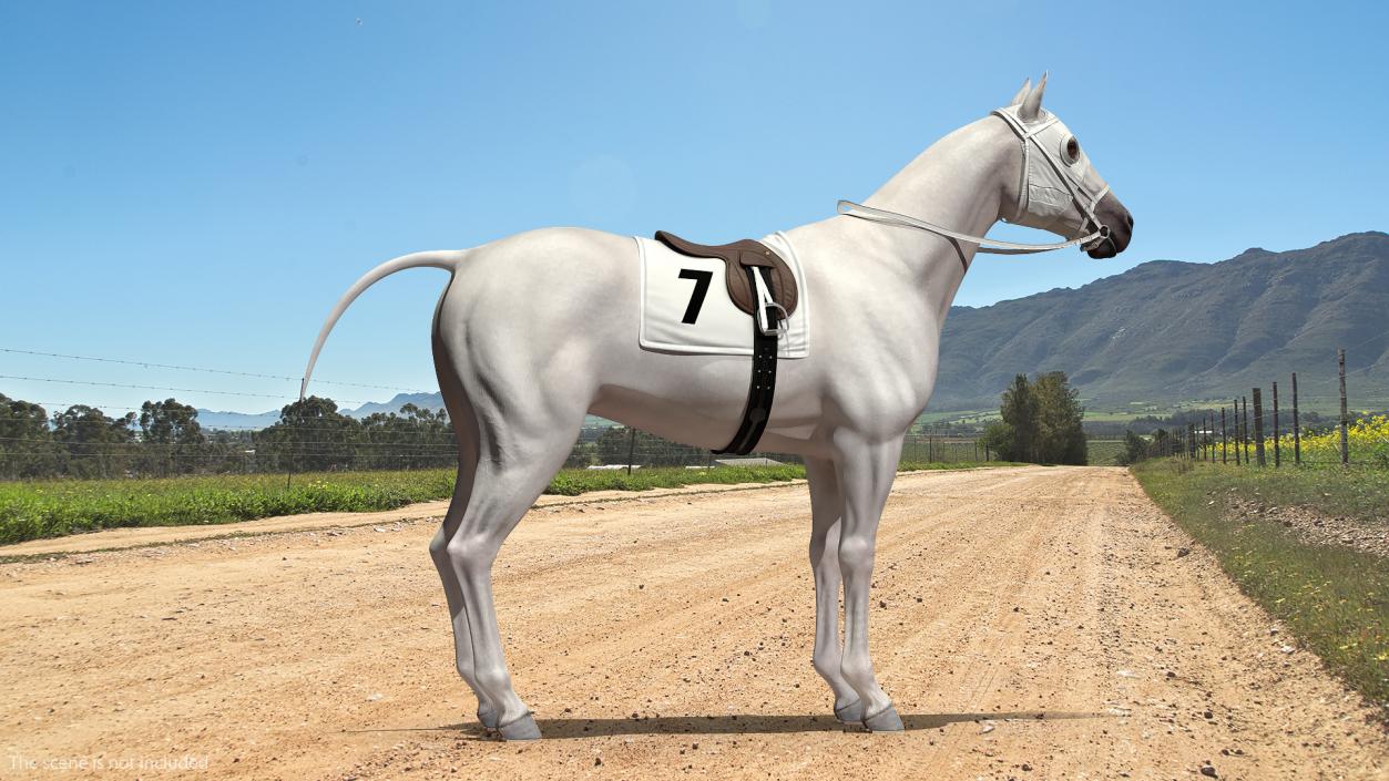 Racehorse White Rigged 3D