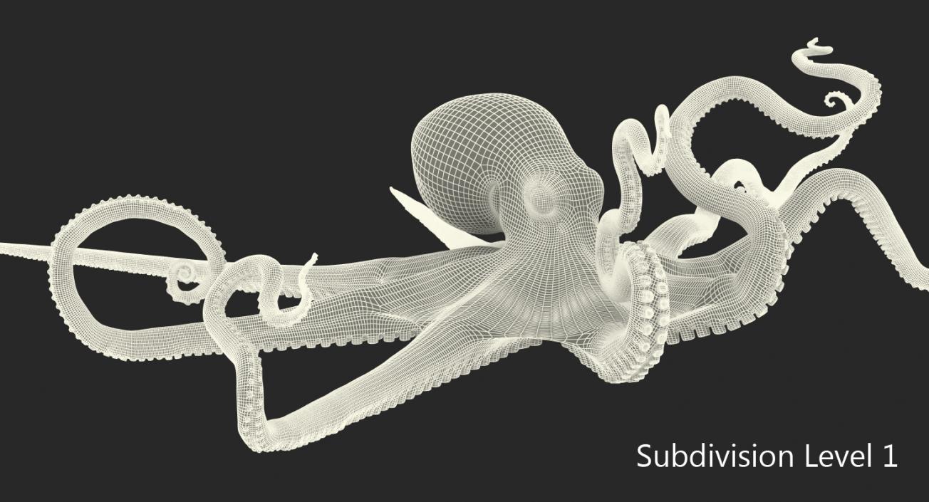 Large Octopus Vulgaris 3D