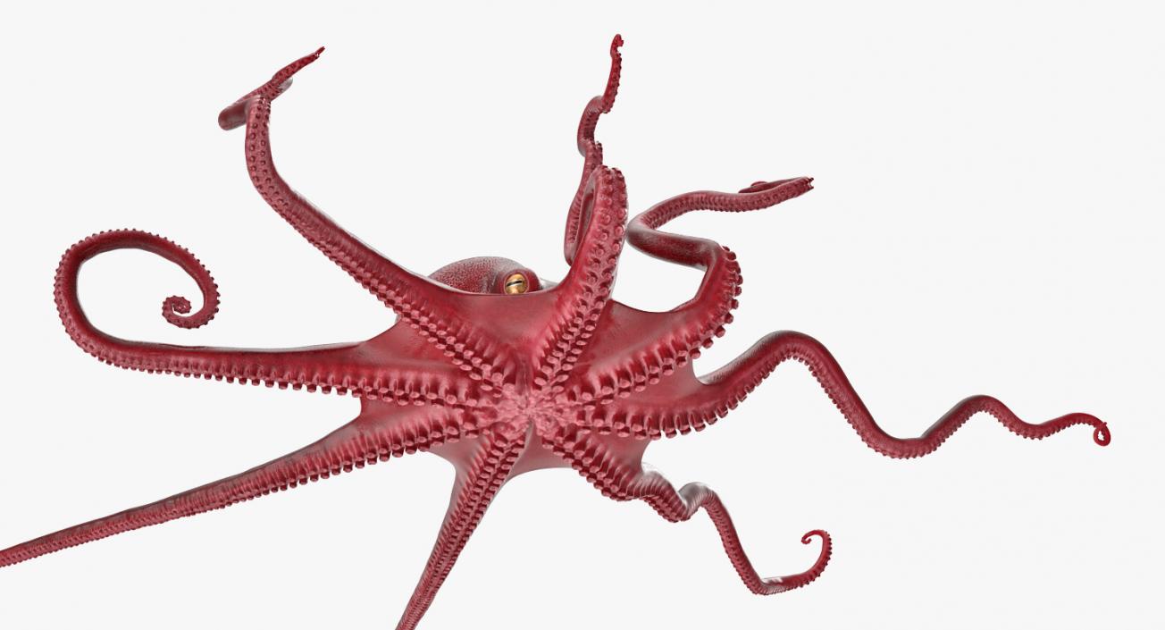 Large Octopus Vulgaris 3D