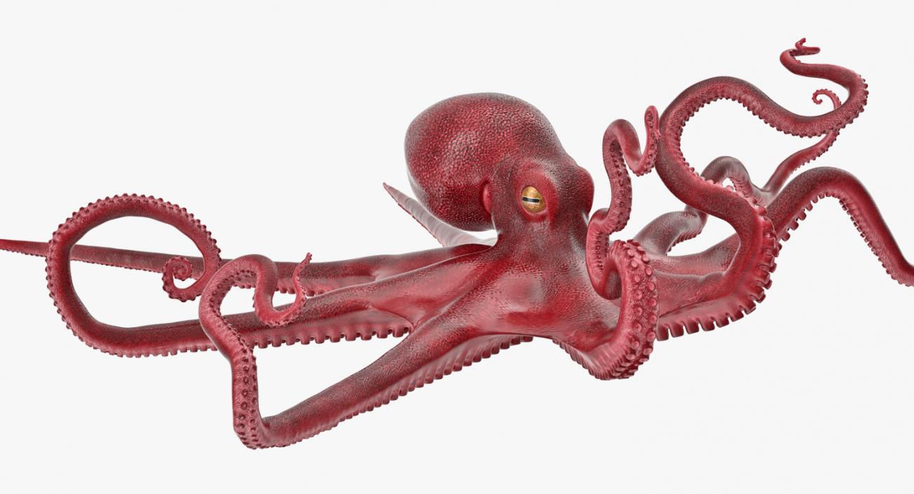 Large Octopus Vulgaris 3D