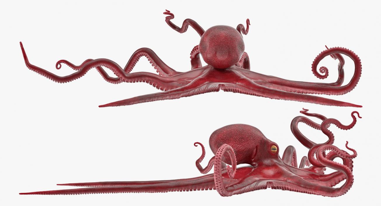 Large Octopus Vulgaris 3D