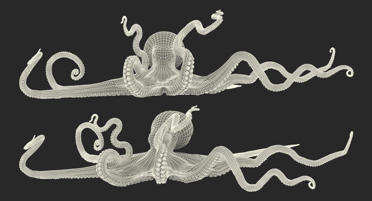 Large Octopus Vulgaris 3D