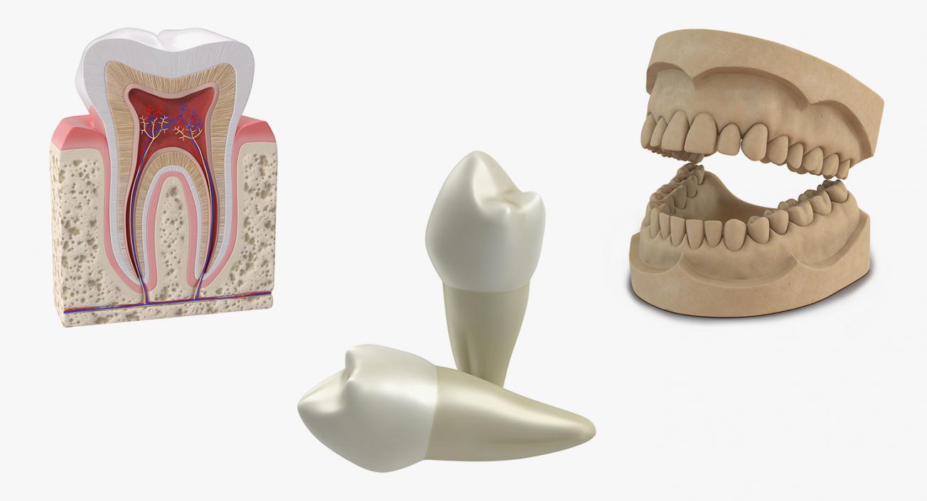 Dental Collection 3D