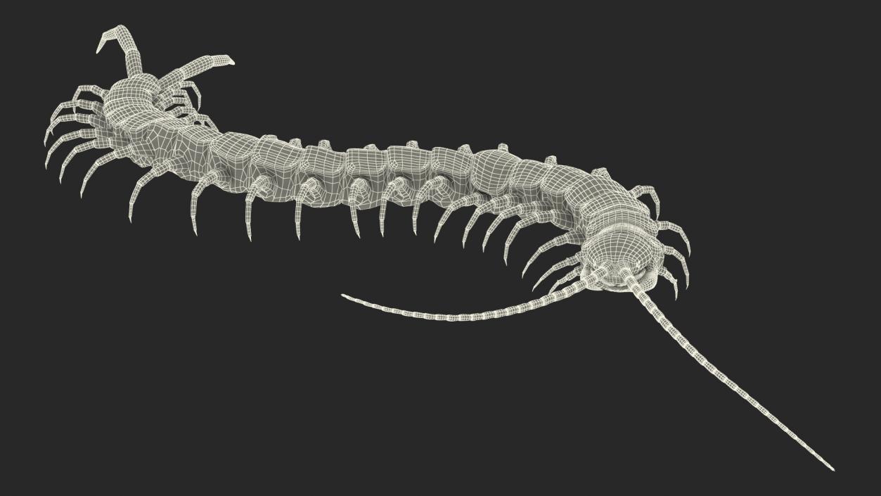 3D Scolopendra Subspinipes Mutilans Crawling