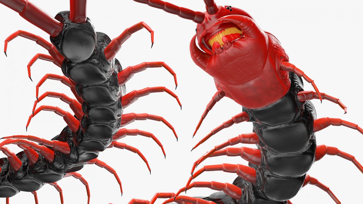 3D Scolopendra Subspinipes Mutilans Crawling