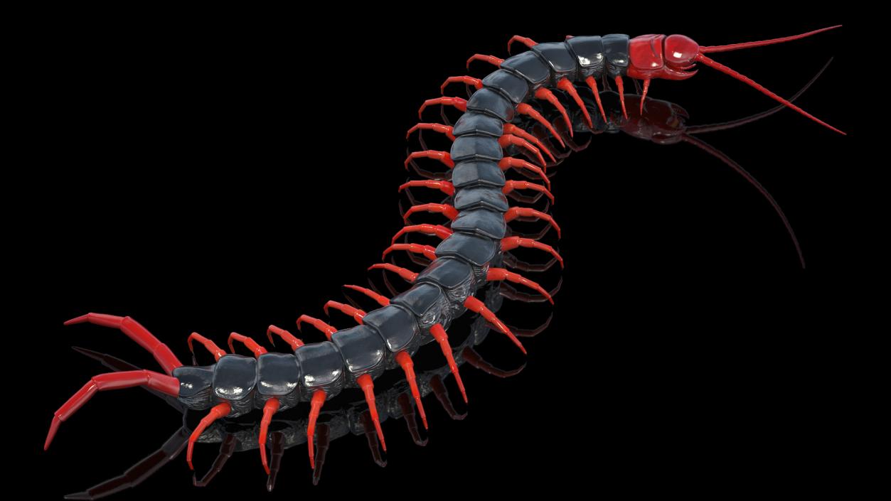 3D Scolopendra Subspinipes Mutilans Crawling