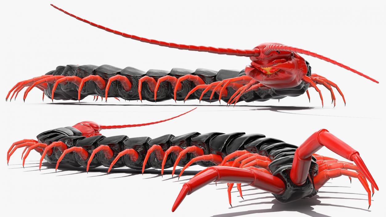 3D Scolopendra Subspinipes Mutilans Crawling