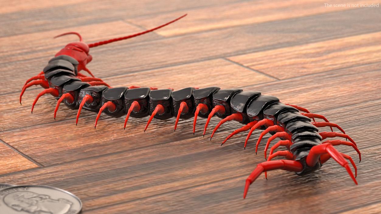 3D Scolopendra Subspinipes Mutilans Crawling