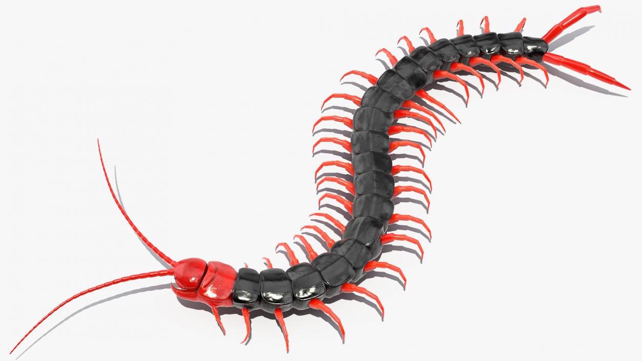 3D Scolopendra Subspinipes Mutilans Crawling