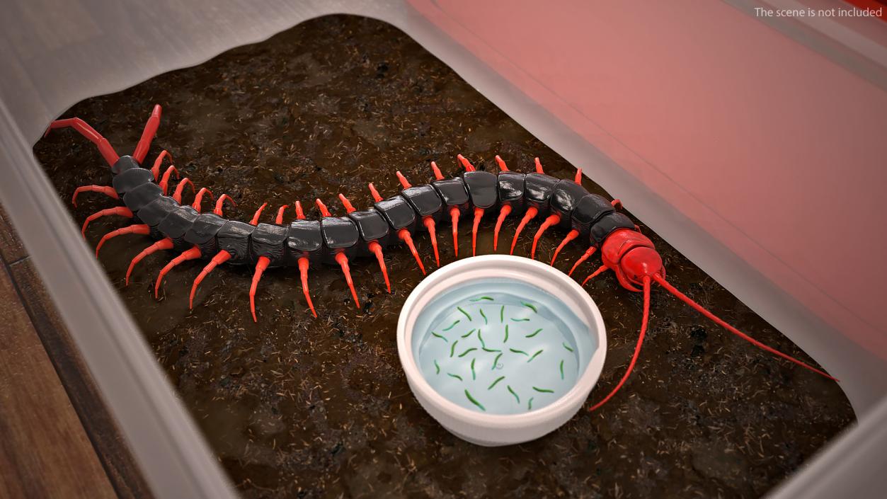 3D Scolopendra Subspinipes Mutilans Crawling