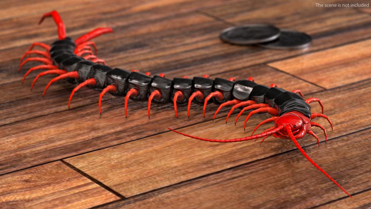 3D Scolopendra Subspinipes Mutilans Crawling