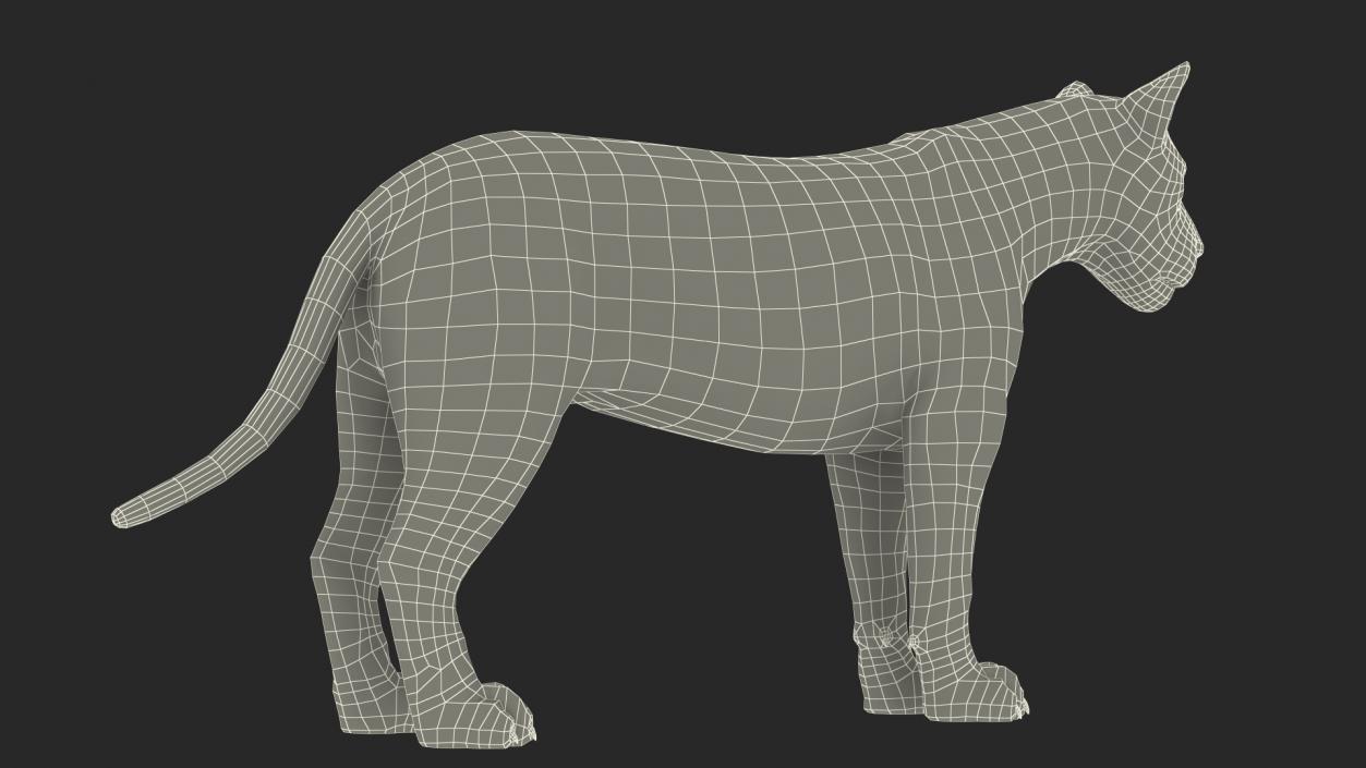 3D model Male Lion Fur Rigged