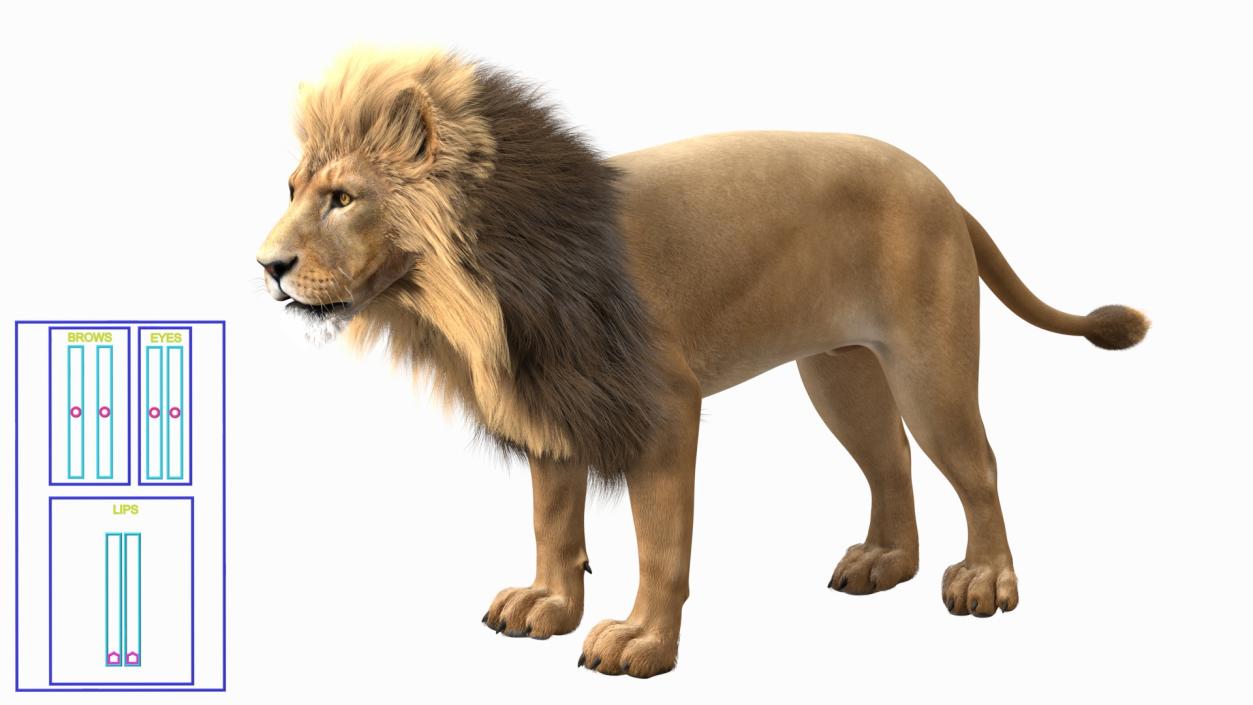 3D model Male Lion Fur Rigged