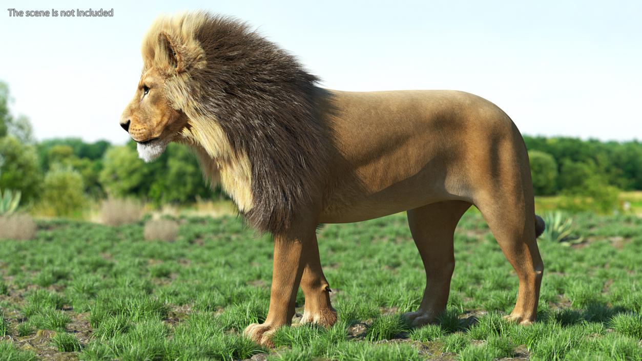 3D model Male Lion Fur Rigged