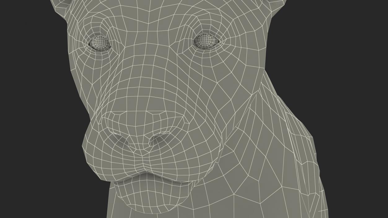 3D model Male Lion Fur Rigged