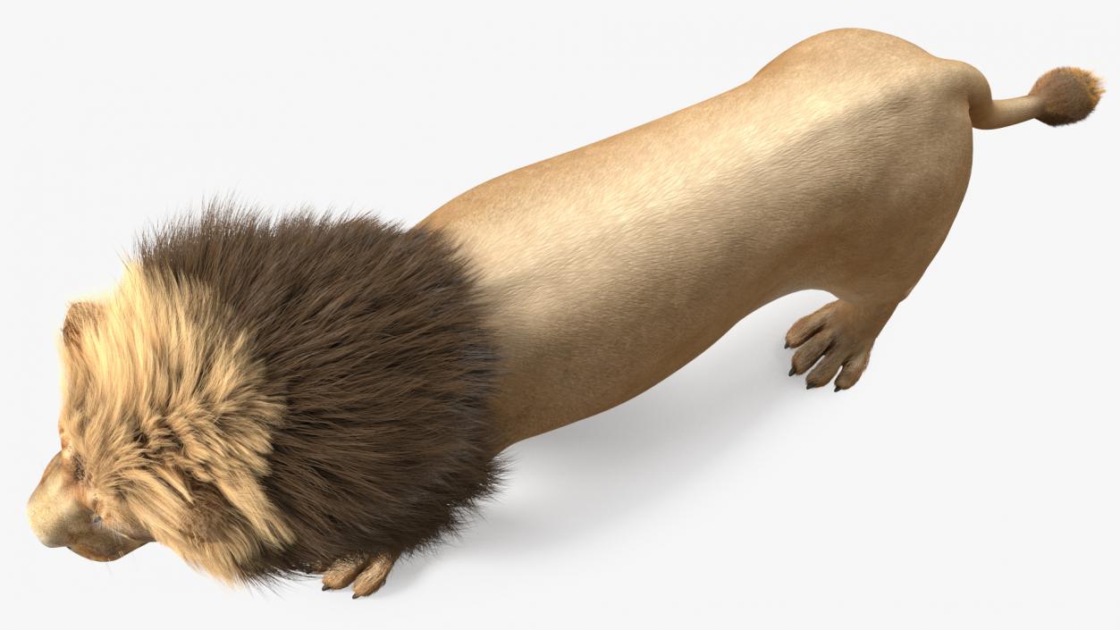 3D model Male Lion Fur Rigged