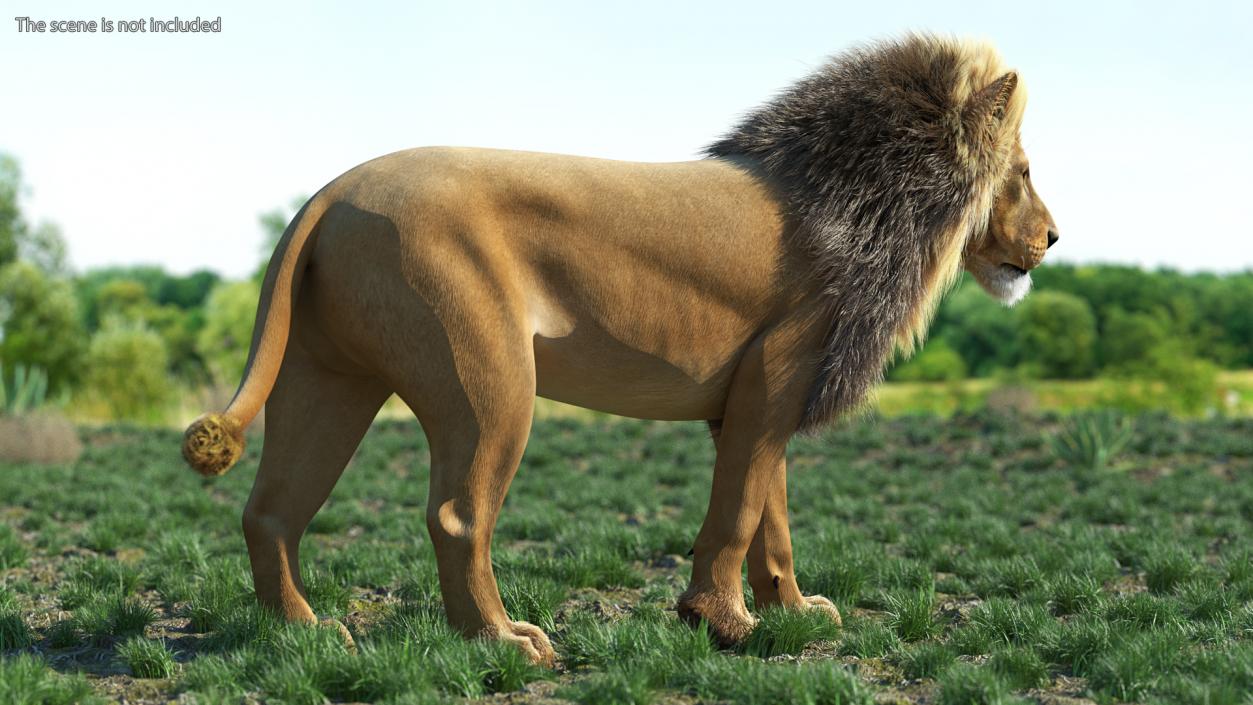 3D model Male Lion Fur Rigged