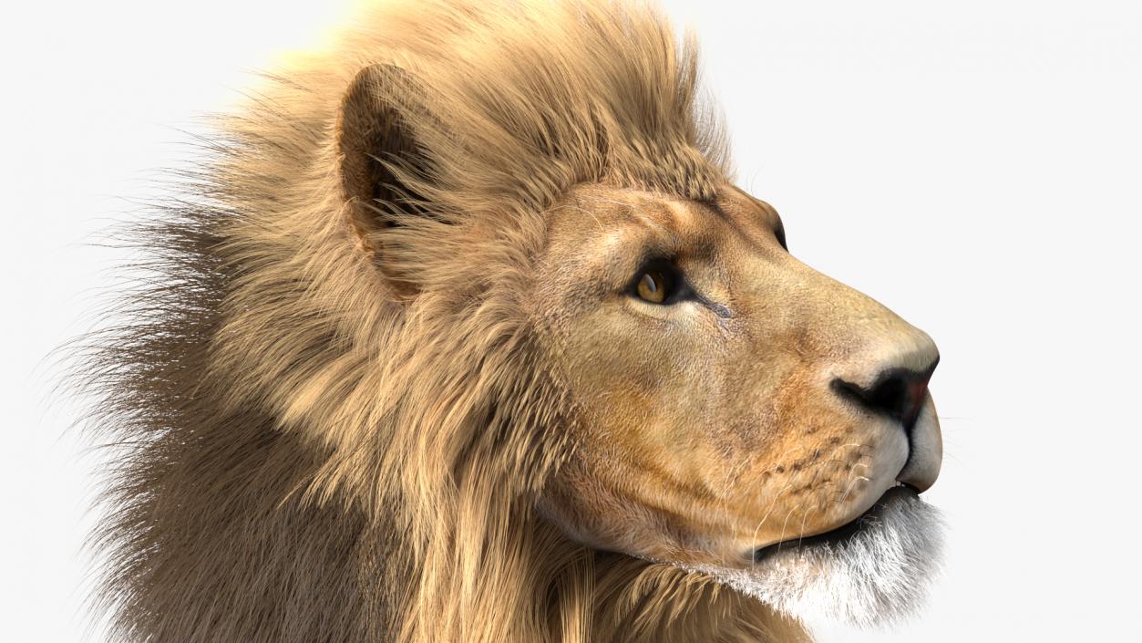 3D model Male Lion Fur Rigged