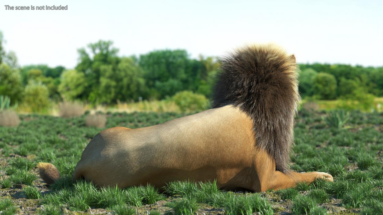 3D model Male Lion Fur Rigged