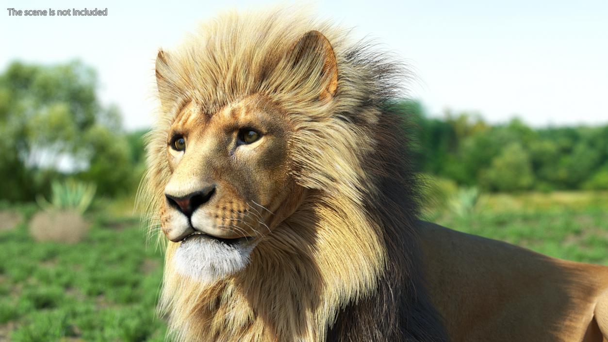 3D model Male Lion Fur Rigged