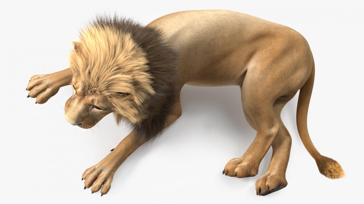 3D model Male Lion Fur Rigged