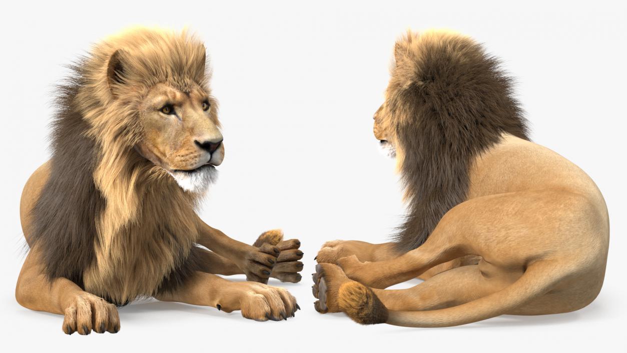 3D model Male Lion Fur Rigged