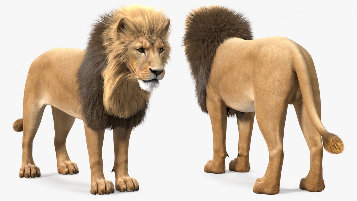 3D model Male Lion Fur Rigged