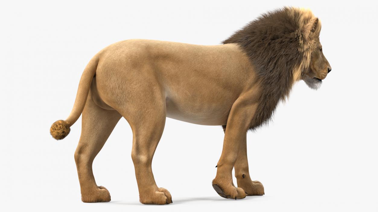 3D model Male Lion Fur Rigged