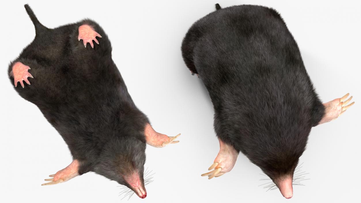 3D model Burrowing Mole Fur 2