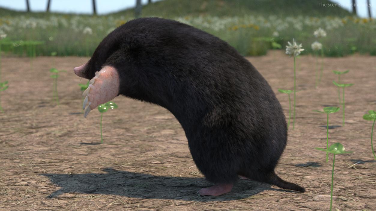 3D model Burrowing Mole Fur 2